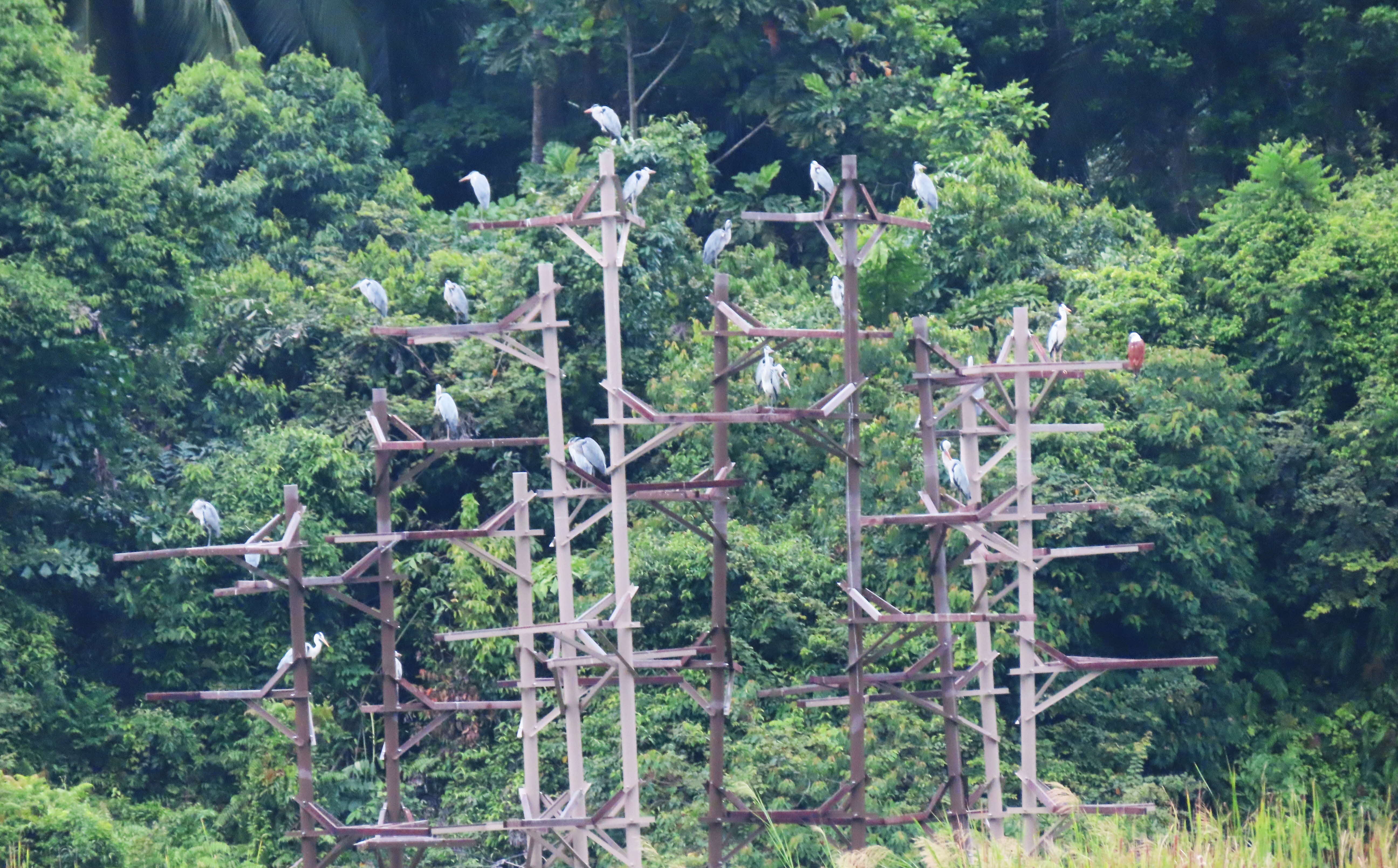 Heron nesting platform on floating wetlands